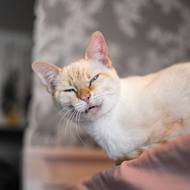 istock Funny Looking White Cat Scrunchy Face 1733833541