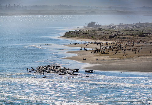 Seals and birds flourish on a sand pit in Crescent City, California.