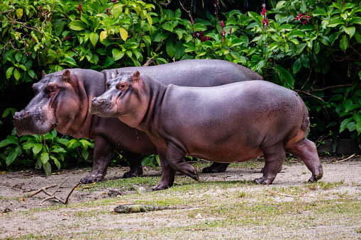 A couple of Hippos