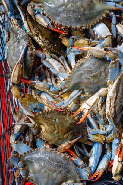 istock blue crab at the local fish market 1733843553