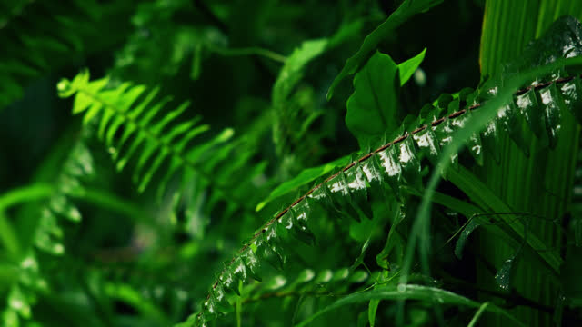 SLO MO Green dense vegetation in a Tanzanian tropical forest