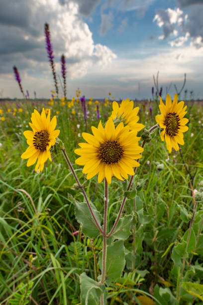 Ruudbecia beautifully bloomed among wild flowers.