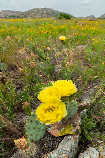 This Prickly Pear Cactus is in bloom at the Wichita Mountains in Oklahoma. It was photographed in late Spring near Treasure Lake.