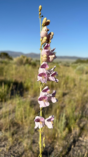 Close up of flowers of Palmer's penstemon, Penstemon palmeri. Ward Charcoal Ovens State Park, White Pine County, Nevada, USA.