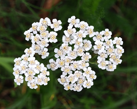 Many small, white flowers of the Common Yarrow (Achillea millefolium), comprising a single inflorescence, growing in the margins of an agricultural field in central Scotland. The species is native to many areas in the northern hemisphere and has been used by many peoples both to feed livestock and because its essential oils contain many medicinal properties and include the painkiller aspirin.