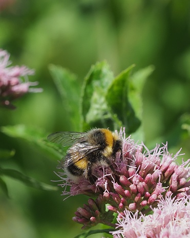 A White-tailed Bumblebee (Bombus lucorum) sipping nectar from an inflorescence of Bridewort (Spiraea salicifolia), also called Willow-leaved Meadowsweet, Spice Hardhack, or Aaron's Beard.