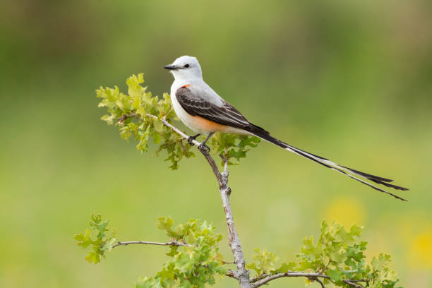 istock Scissor-tailed Flycatcher, Wichita Mountains, OK 1733868956