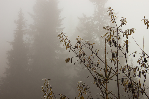 Frosty branches infront of foggy forest