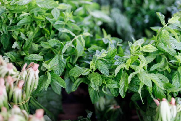 istock Fresh mint at street market 1733870037