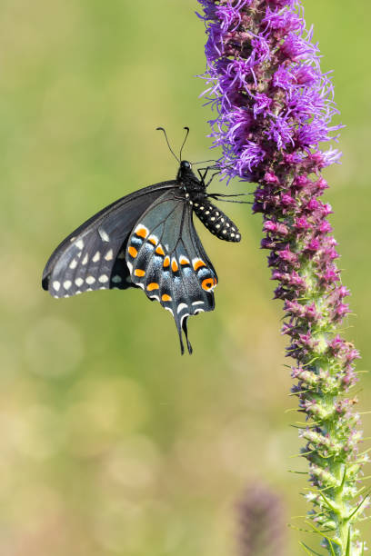 istock Black Swallowtail, H.E. Flanagan Prairie, AR 1733870576