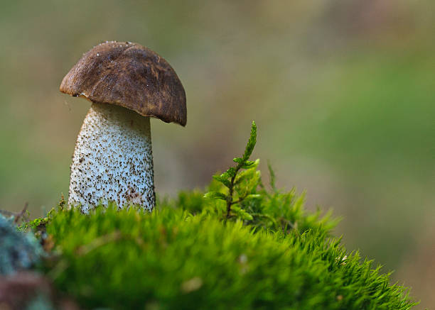 birch bolete tipo seta de paja. - maronenröhrling fotografías e imágenes de stock