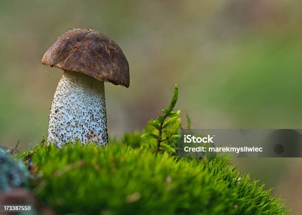 Birch Bolete Tipo Seta De Paja Foto de stock y más banco de imágenes de Alimento - Alimento, Boletus, Buscar setas