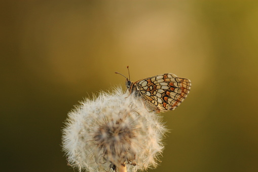 A butterfly melitaea athalia on a dandelion flower in autumn at sunset