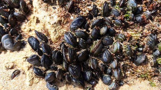 Many small young mussels attached to the rock visible after the low tide of the ocean photo