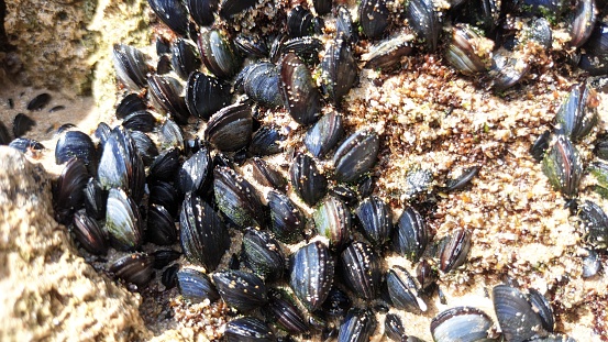 Many small young mussels attached to the rock visible after the low tide of the ocean photo