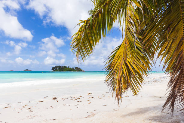 istock Coastal view with palm tree and white sand under blue sky on a sunny summer day 1733885684