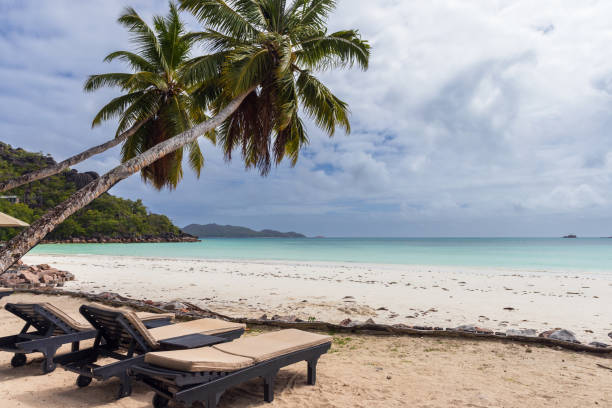 istock Coastal view with vacant chaise lounges under coconut palm trees 1733885720