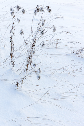 Frozen dry plants stand in a snowdrift, close up vertical photo with selective soft focus, abstract natural winter background