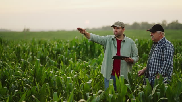 Agronomist And Farmer Discussing Increase In Yield, Two Men In Cornfield, Agribusiness Concept