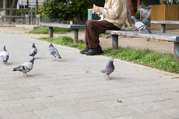 Old man feeding birds in a park