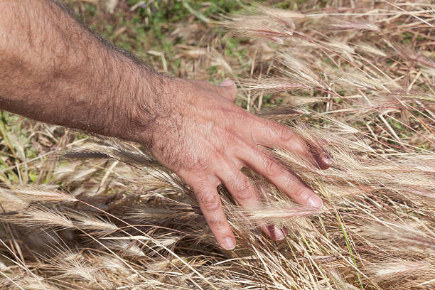 La harvest - Photo