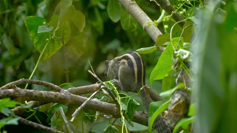 Indian breed squirrel, cute and wild