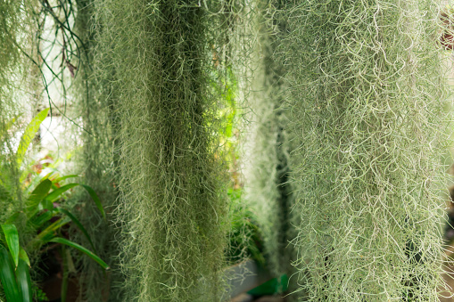 thickets of spanish moss (tillandsia usneoides) in a greenhouse among tropical plants