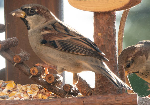 istock Sparrows get together on the bird feeder 1733929663
