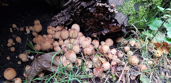 Mushrooms on soil near a dead tree stump