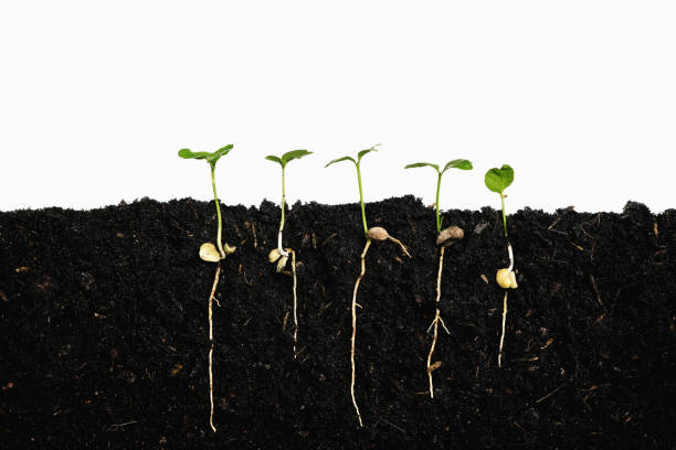 istock Plant sprout grows germinating with isolated white background 1733930212