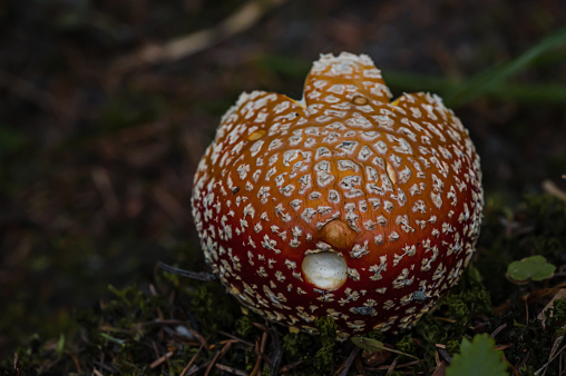 Amanita muscaria. One red toxic mushroom. Fly agaric. Fly amanita.