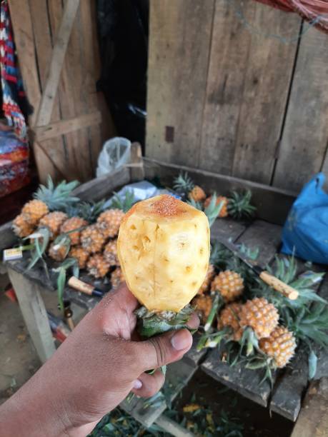 istock Green Pineapple at Rangamati 1733958791