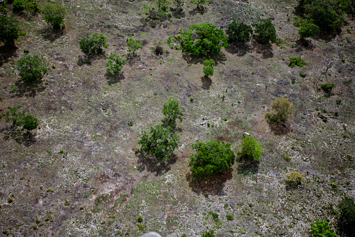 Area of deforested tropical forest in Punta Cana in the Dominican Republic