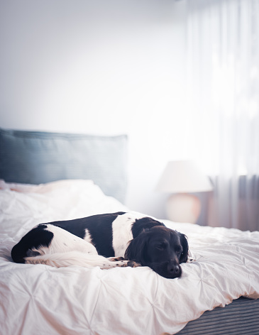 Dog lying on a white sheets on hotel or home bed.