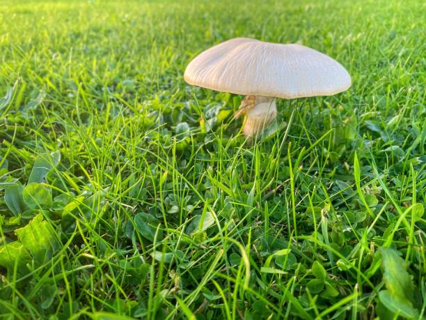 istock Mushroom growing in lush green autumn grass 1734002064