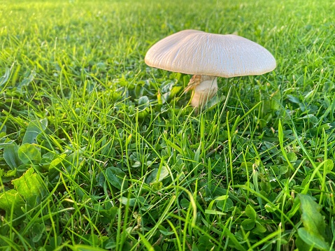 Mushroom growing in lush green autumn grass
