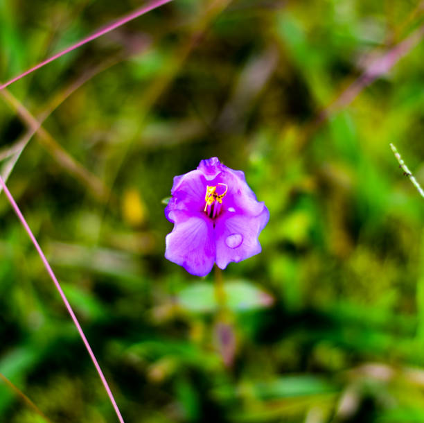 istock Purple flower with dew drops on it . 1734016683