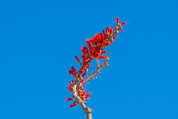 Spring Flowers of an Ocotillo in Organ Pipe National Monument in Arizona
