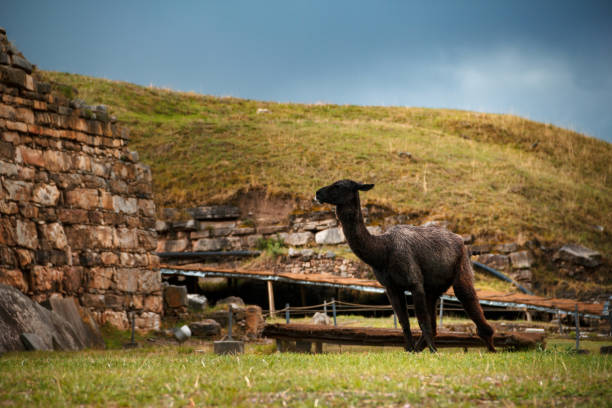 Guardian of the Past: Chavin Temple with Black Llama stock photo