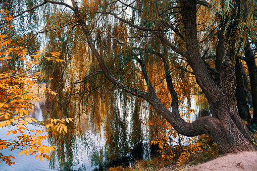 Autumn landscape with willow and lake in the park