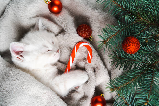istock a small white purebred kitten is sleeping, a Christmas card with a British kitten, fir branches and a Christmas caramel cane, humanized animals 1734048617