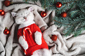 a beautiful little Christmas kitten in a red sweater sleeps on a gray blanket with fir branches and caramel cane in its paw, New Year's card, holiday concept, humanized animals