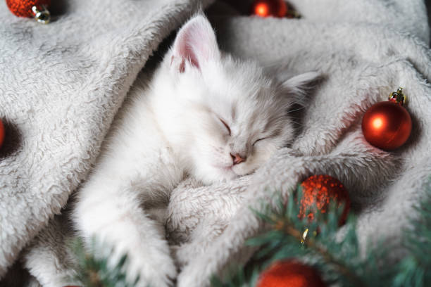 istock a small white purebred kitten is sleeping, a Christmas card with a British kitten, fir branches and red Christmas balls, humanized animals 1734048622