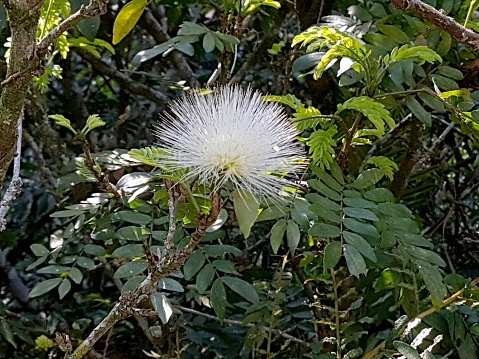 White calliandra flower (Calliandra haematocephala), isolated, among foliage, side view. Species native to Brazil.