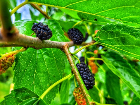 ripe blackberries on a tree