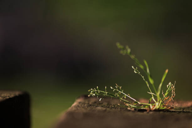 small plant between the paving stones focus on a small plant among the cobblestones with a background in shades of green resistencia stock pictures, royalty-free photos & images