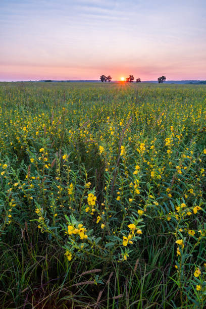 istock Partridge (Chamaecrista fasciculata), Sunrise, Tallgrass Prairie Preserve,, OK 1734058523