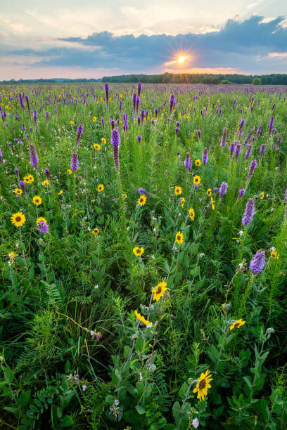 istock Ashy Sunflower (Helianthus mollis), Gayfeather (Liatris pycnostachya) and Hoary Pea (Tephrosia anobrychoides), H.E. Flanagan Prairie, AR 1734072292