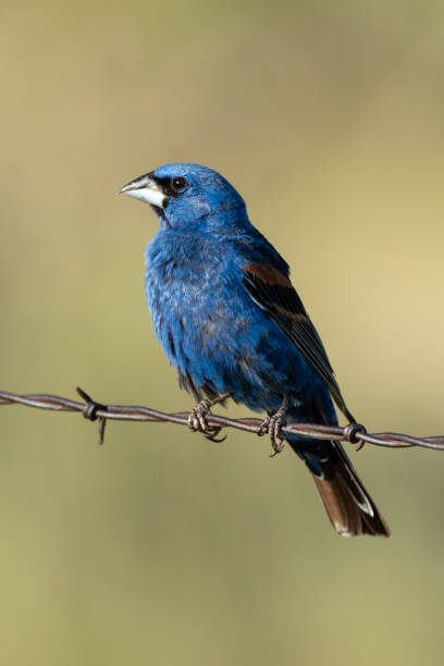 istock Blue Grosbeak, Black Mesa, OK 1734073430