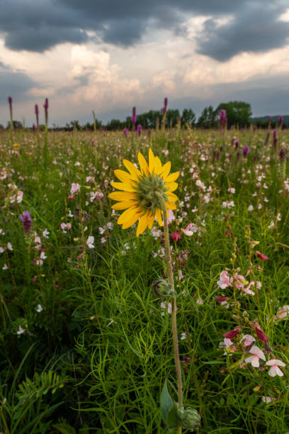 istock Ashy Sunflower (Helianthus mollis), Gayfeather (Liatris pycnostachya) and Hoary Pea (Tephrosia anobrychoides), H.E. Flanagan Prairie, AR 1734076222